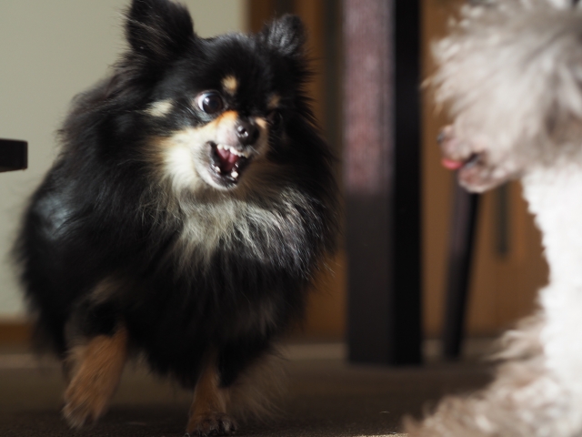 犬のじゃれあい Or 喧嘩 見分け方は カニンヘンダックスフンドの愛犬とスポンジボブとを戦わせてみた結果